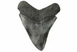 Fossil Megalodon Tooth - South Carolina #186671-2